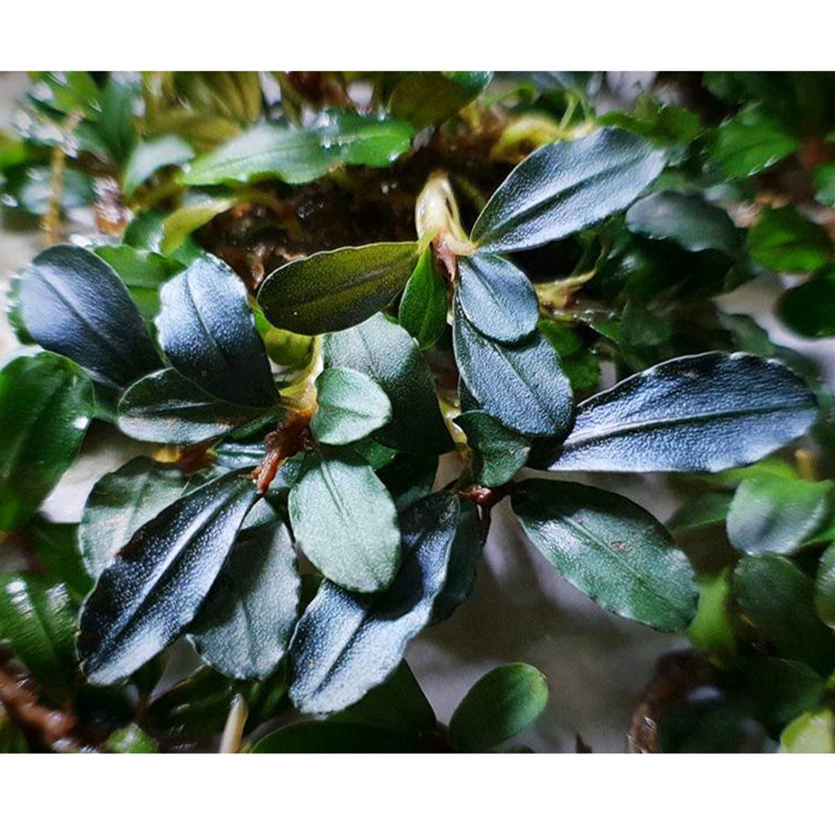 Bucephalandra Brownie Jade