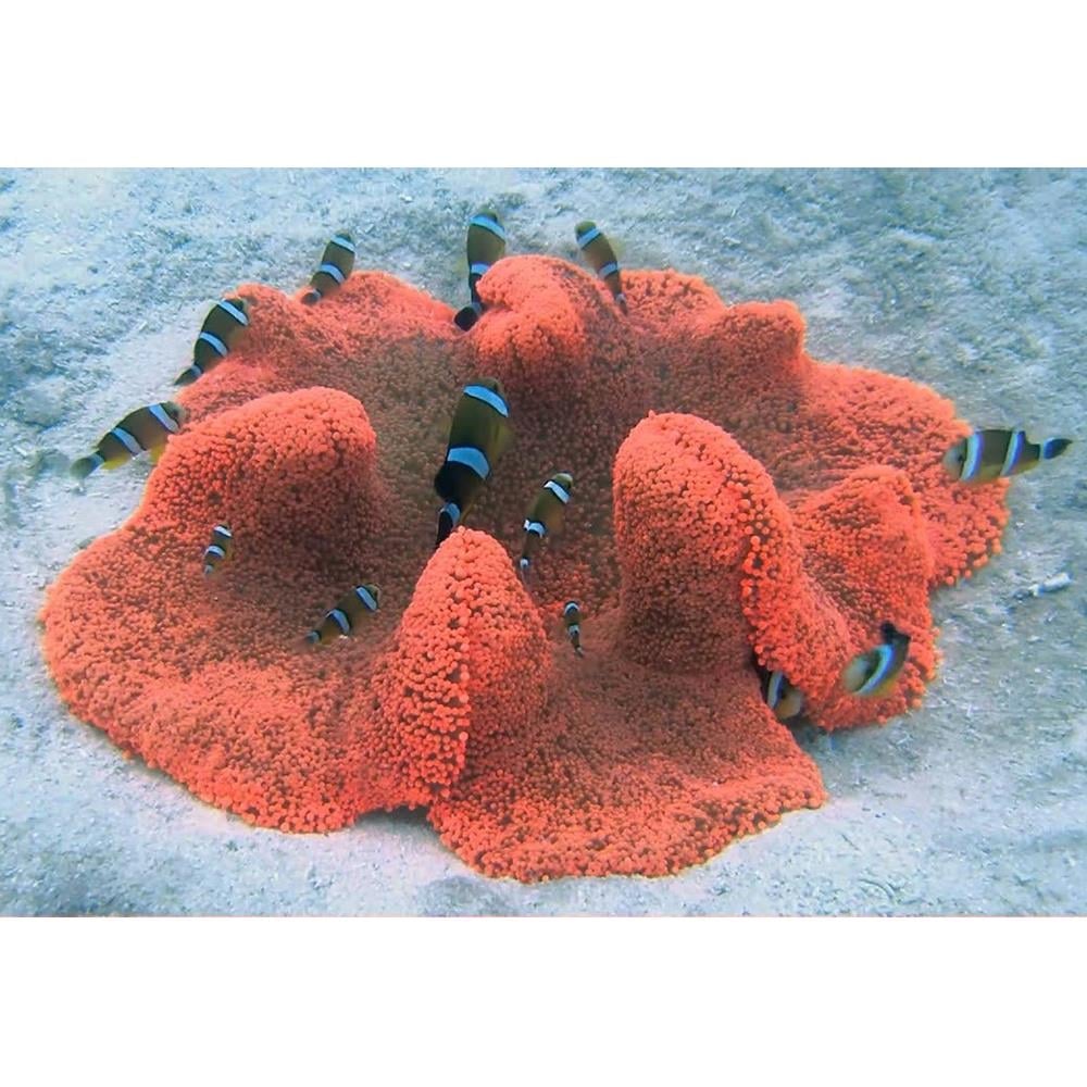 Red Carpet Anemone (Rare)