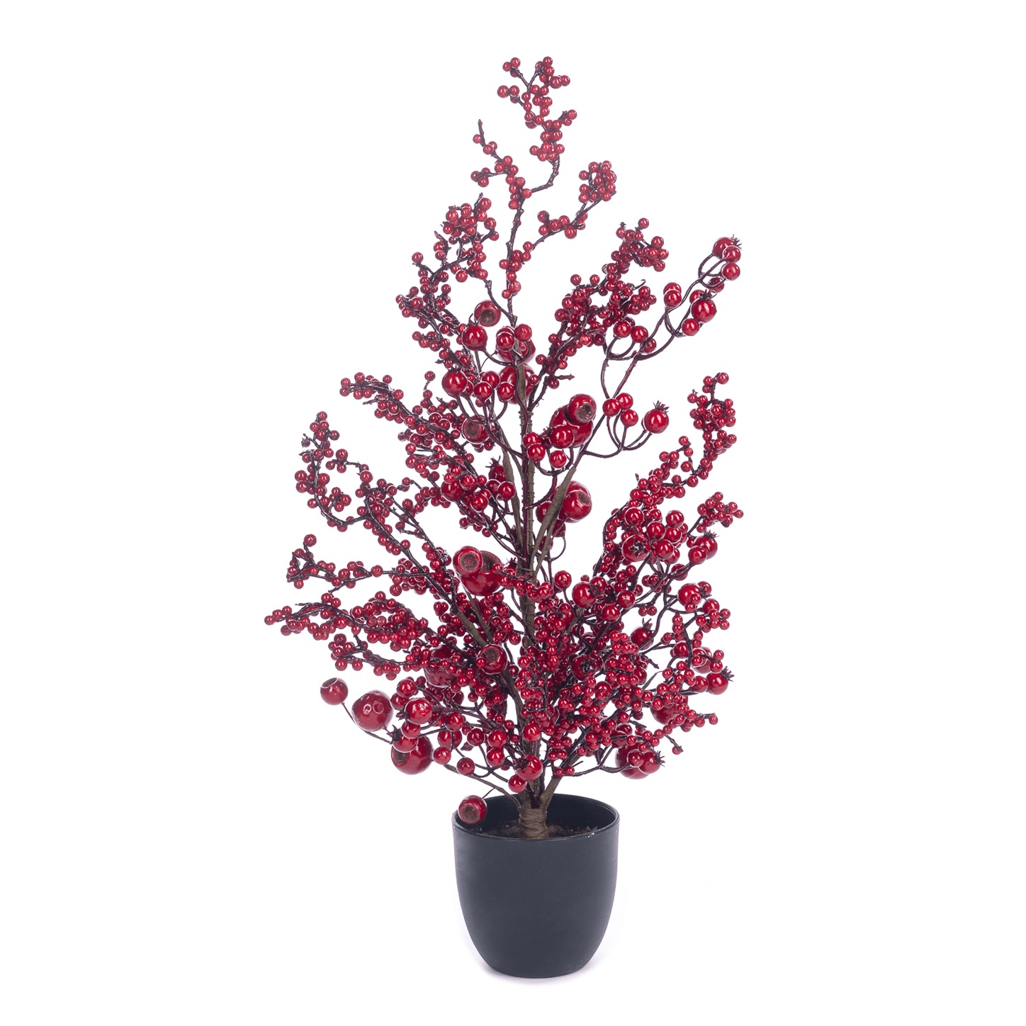 Goodwill - Saksıda Kokina Ağacı 60 cm | YAPRAK AYBAK