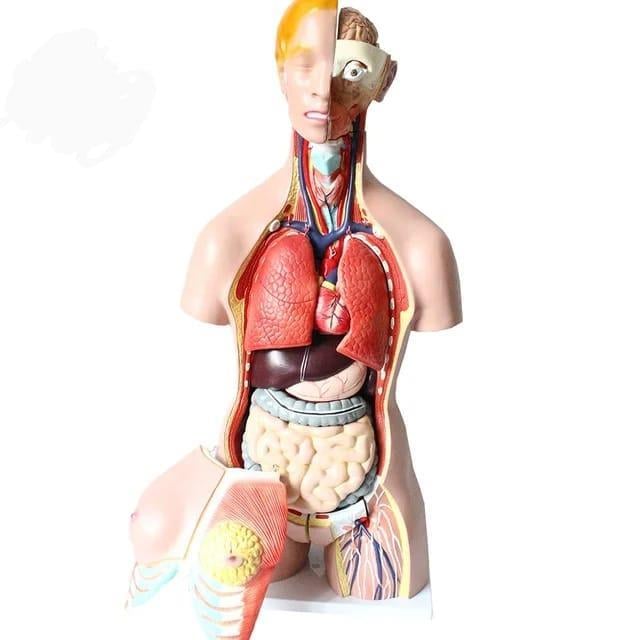 İnsan İç Organ Genel Eğitim Maketi Model 36