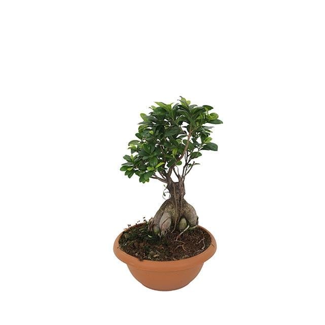 bonsai konkavzange Konkavzange 20 cm gross Edelstahl main image 1