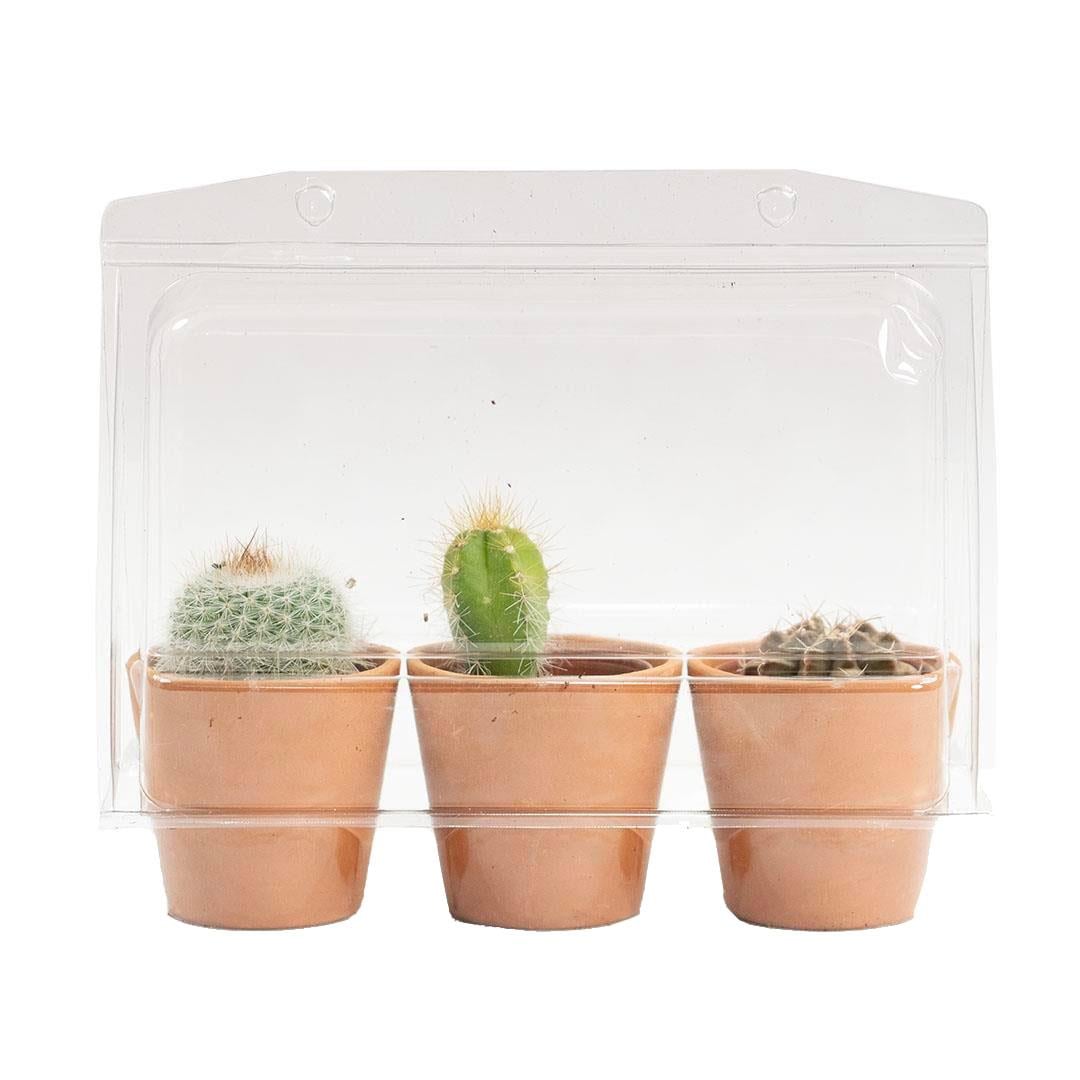Kakts 3 l Set 5-10 CM | KAKTS VE SUCCULENT | Bahe Market