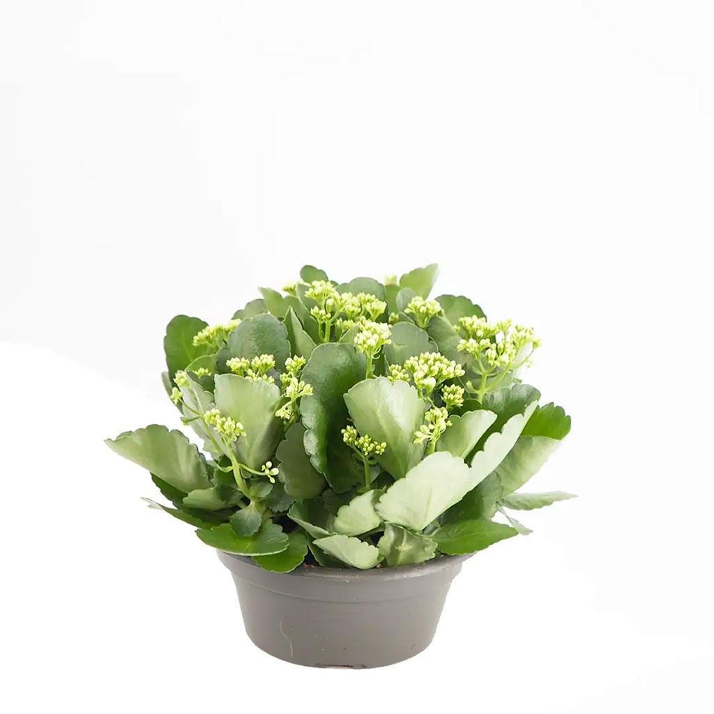 Kalanchoe - Kalanşo Çiçeği 20 - 30 Cm | Çiçekli Saksı Bitkileri | Bahçe  Market