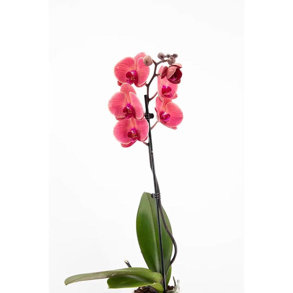 Tek Dal Orkide - Boy 60 70 Cm | Orkide Çiçekleri | Bahçe Market