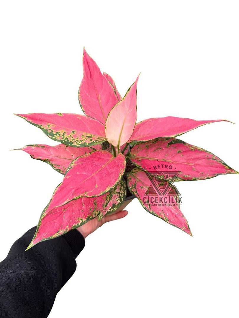 Aglaonema 'Pink Princess' | Retro iekilik
