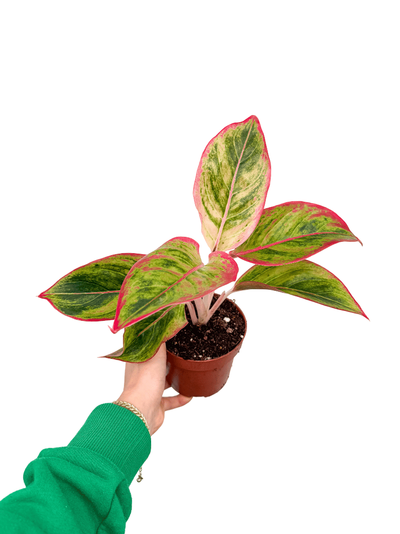 choco philodendron Philodendron 'El Choco Red' | 12cm Pot
