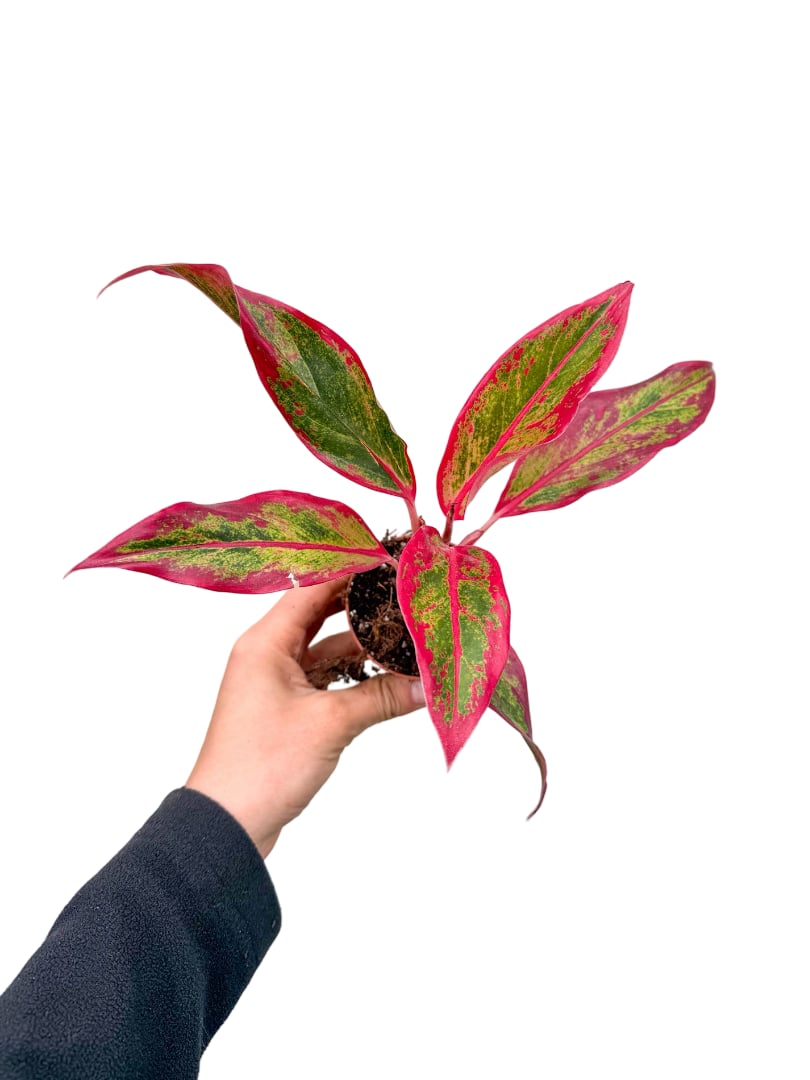 Aglaonema 'Siam Red Aurora' | Retro Çiçekçilik