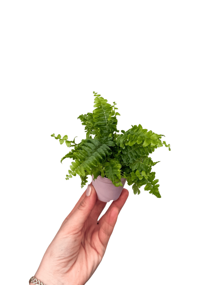 Aşk Merdiveni Mini - Fujer - Nephrolepis | Retro Çiçekçilik