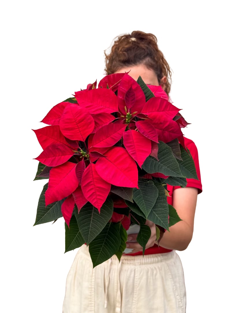 Atatürk Çiçeği Poinsettia Kırmızı