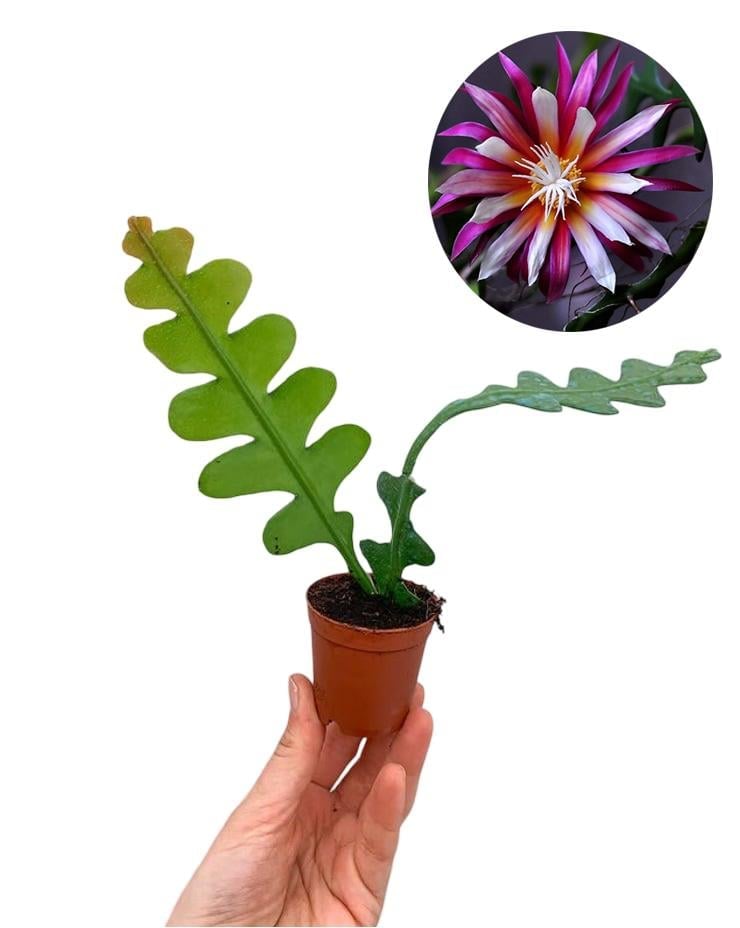 Klk Atlas iei Zigzag (Epiphyllum Anguliger) Kakts