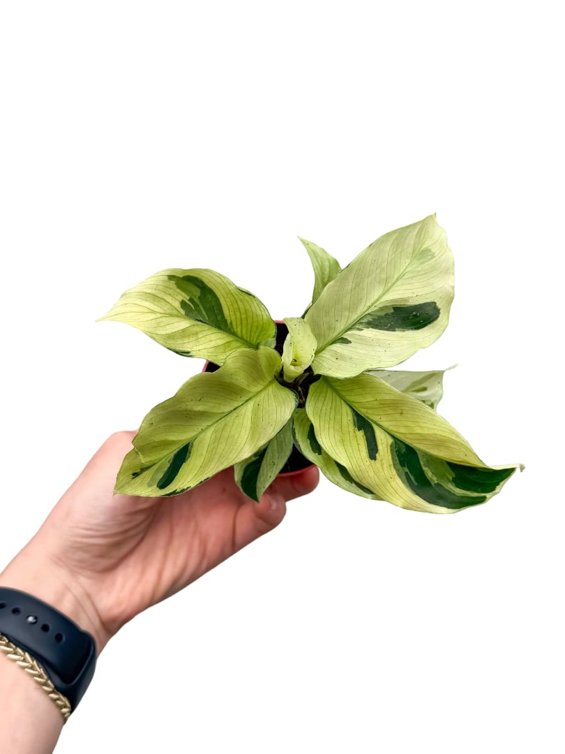 mini bonsai kaufen Aralia Ming Gold Mini Bonsai – Plants-Zen main image 1