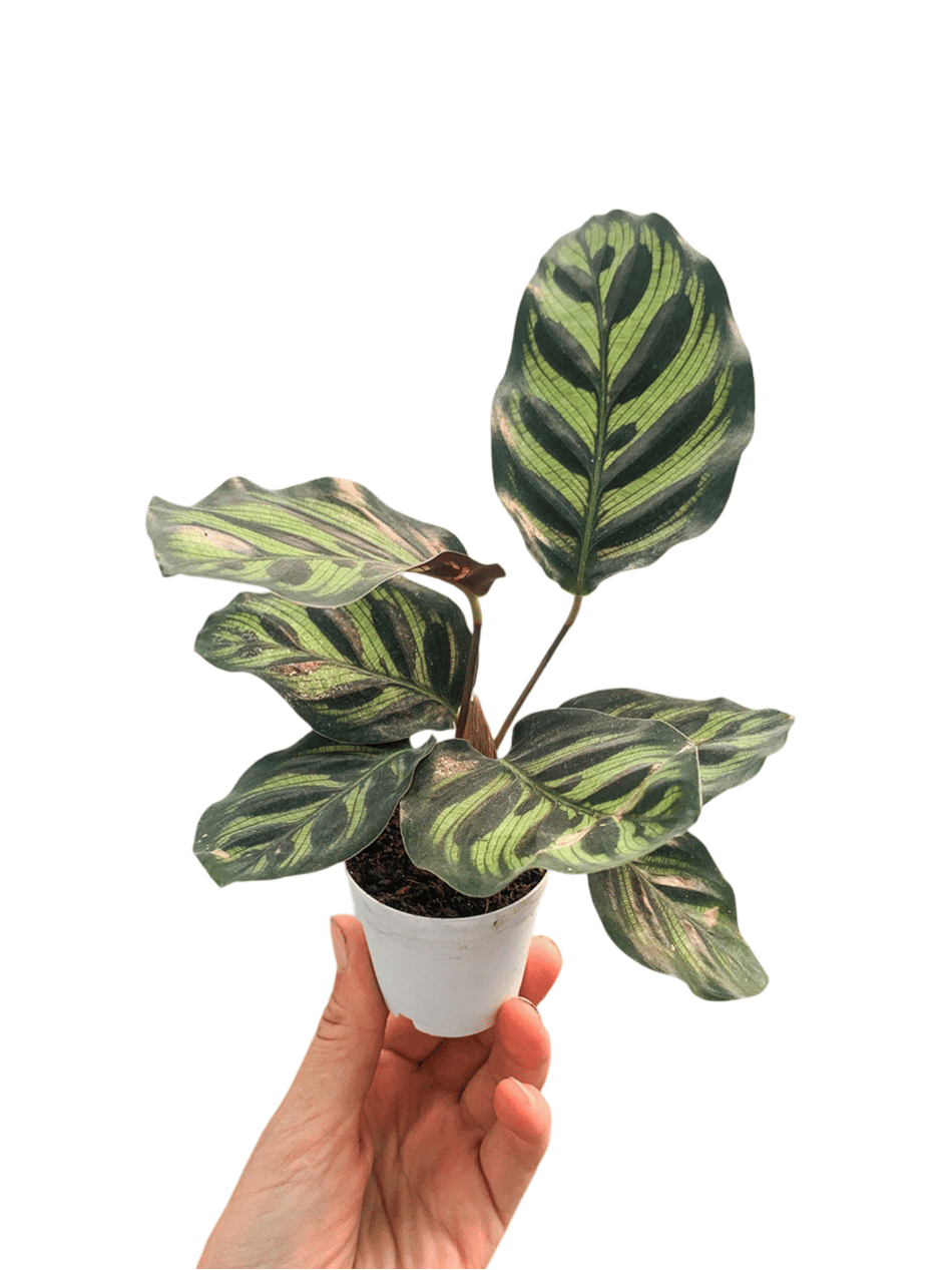 efeutute rosa Calathea Ornata Pink in verschieden Größen liefern lassen – Green Me Up main image 0