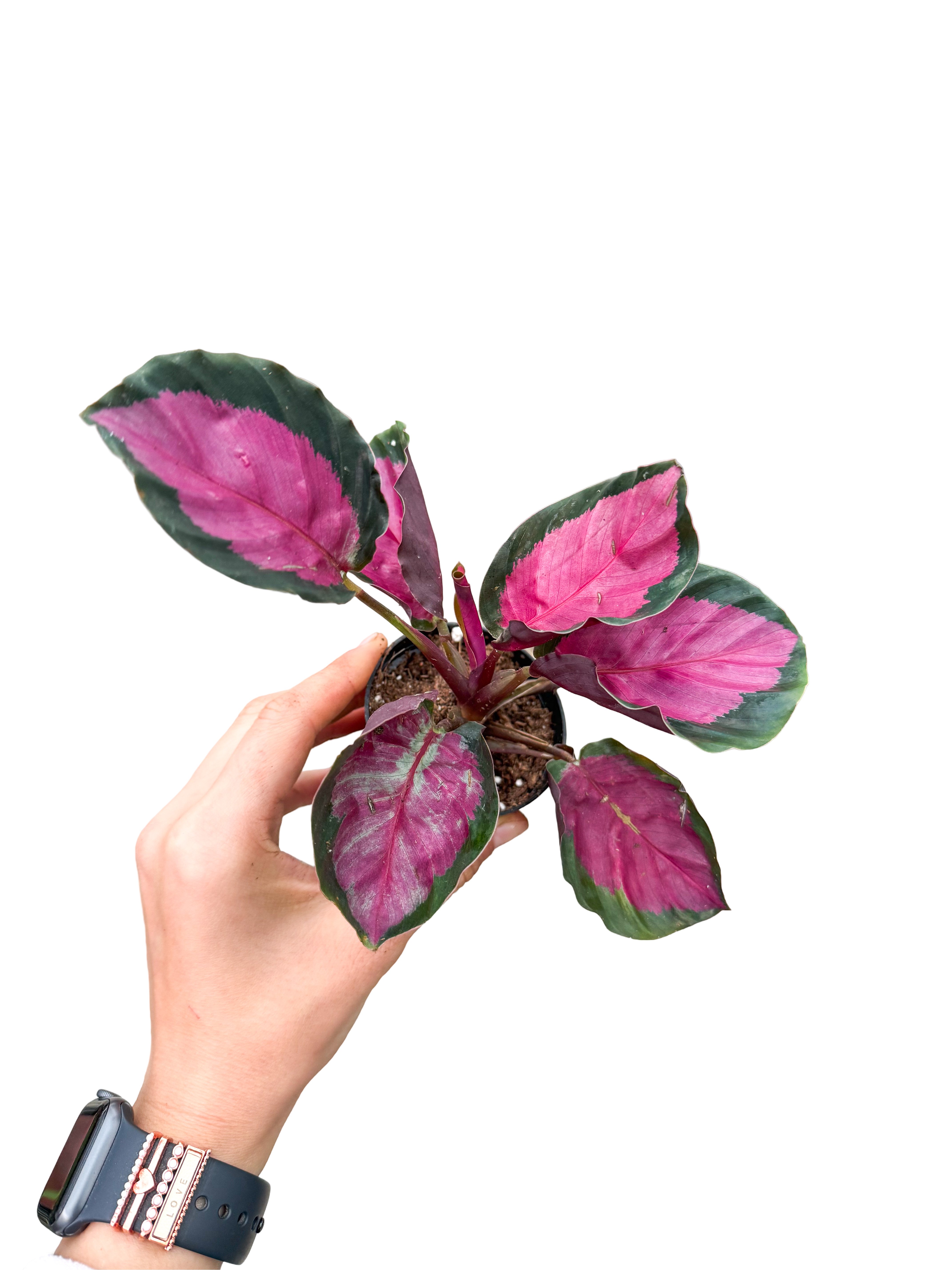 Calathea Roseopicta 'Rosy' Dua iei