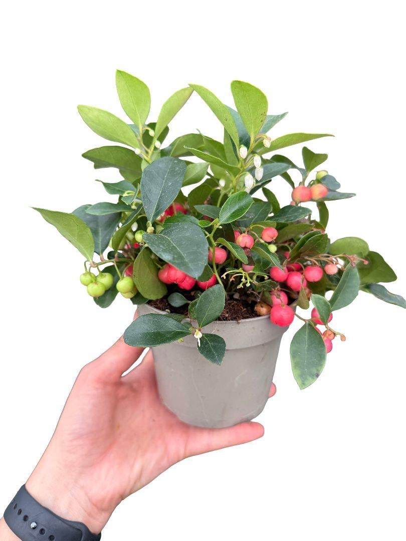 Keklik Üzümü (Gaultheria Procumbens)