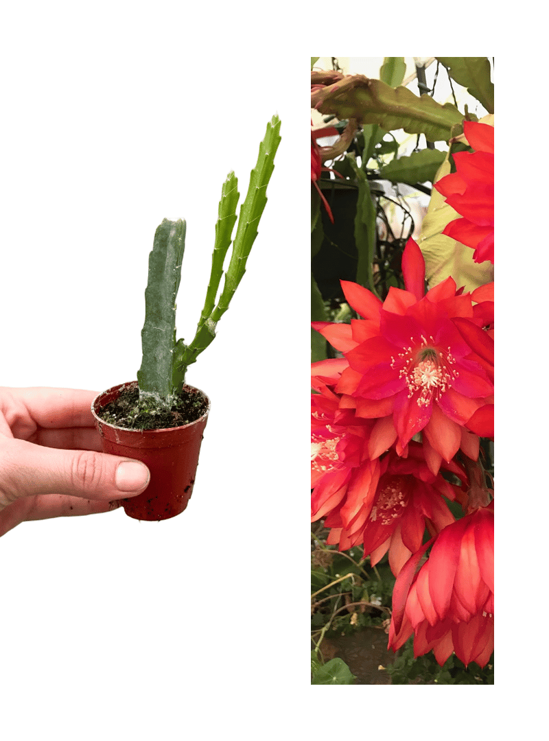 Kırmızı Çiçekli Atlas (Epiphyllum)