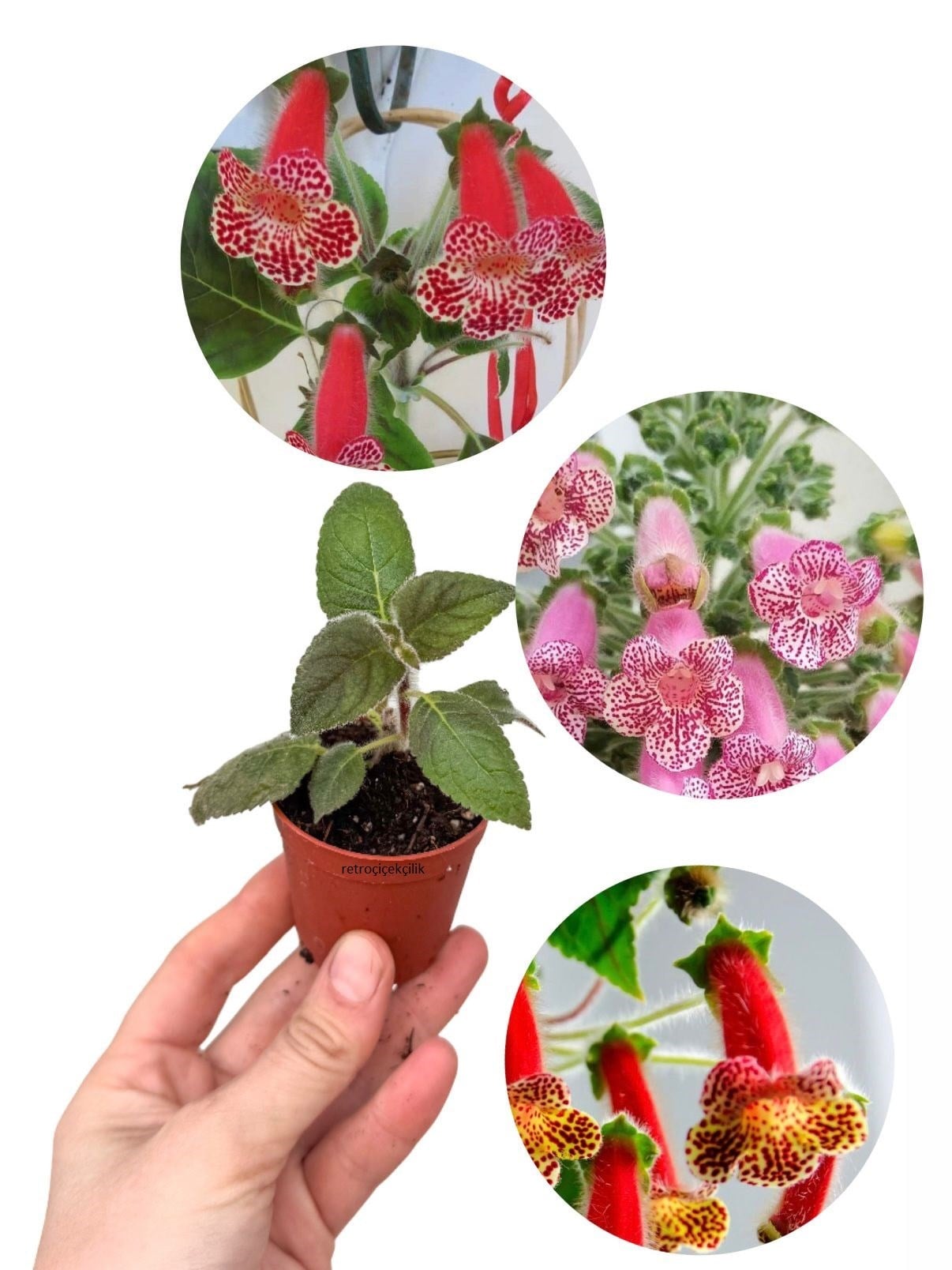 Kohleria Japon Küpelisi