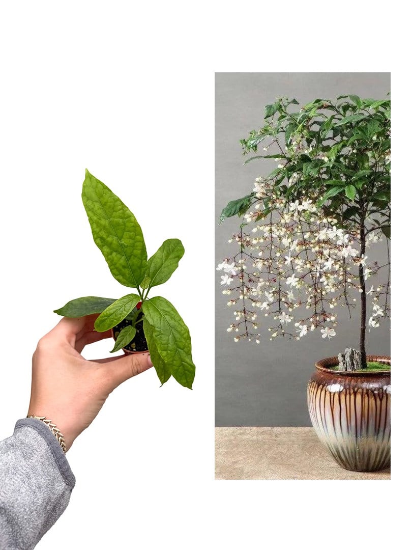 Sarkıcı Yasemin Çiçeği - Clerodendrum Wallichii