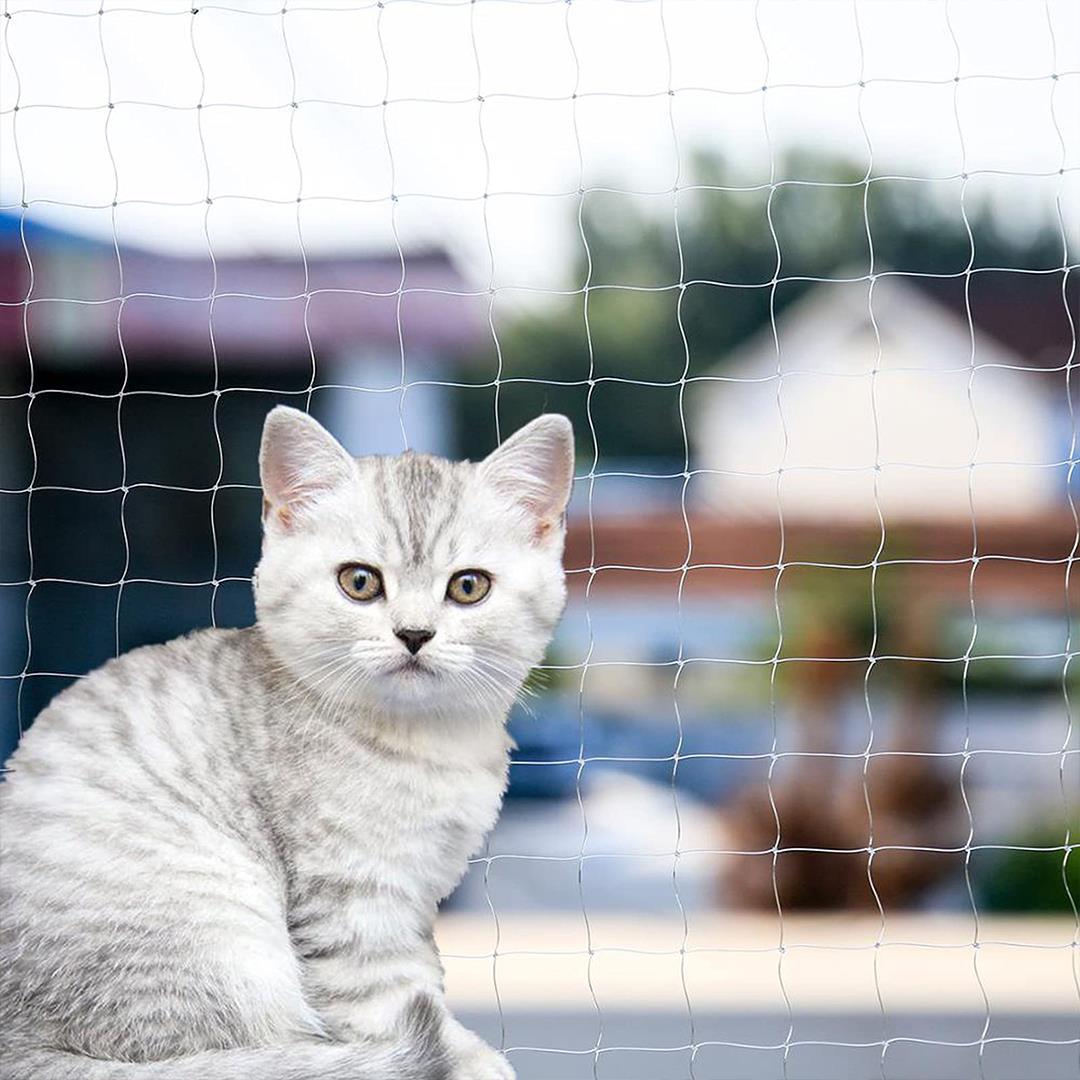 Kedi Filesi