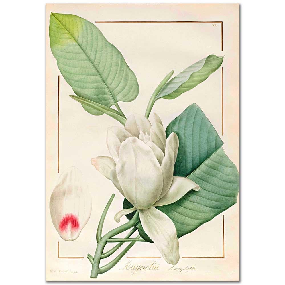 ピエールジョセフルデゥーテ　マグノリア・ソウランゲア Magnolia by Pierre Joseph Redoute as Art Print | CANVASTAR ®