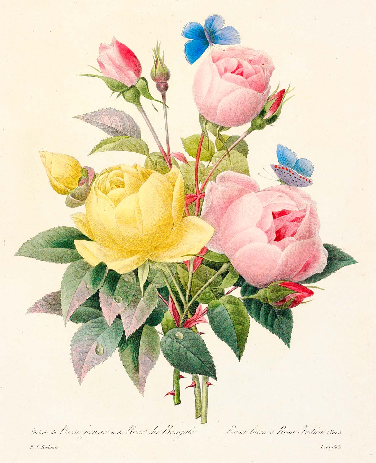 Pierre Joseph Redoute Variety of Yellow Roses and Bengal Roses Art