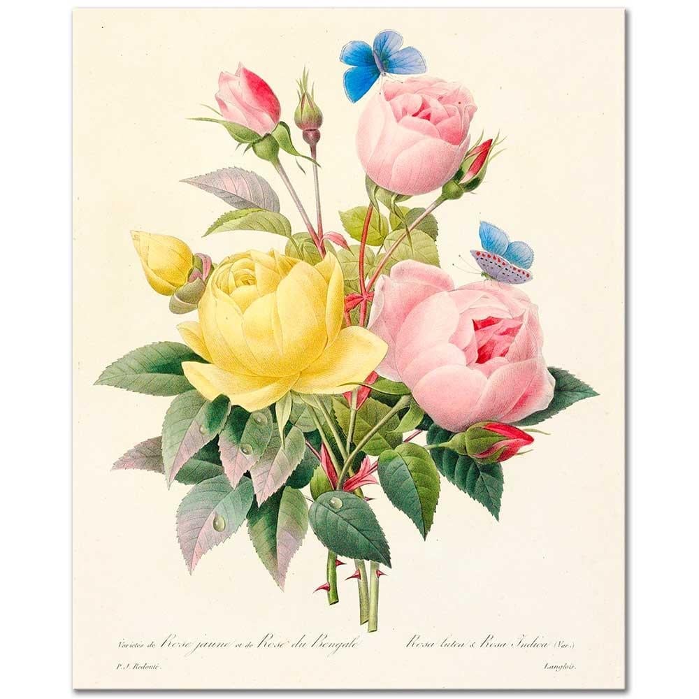 Variety of Yellow Roses and Bengal Roses by Pierre Joseph