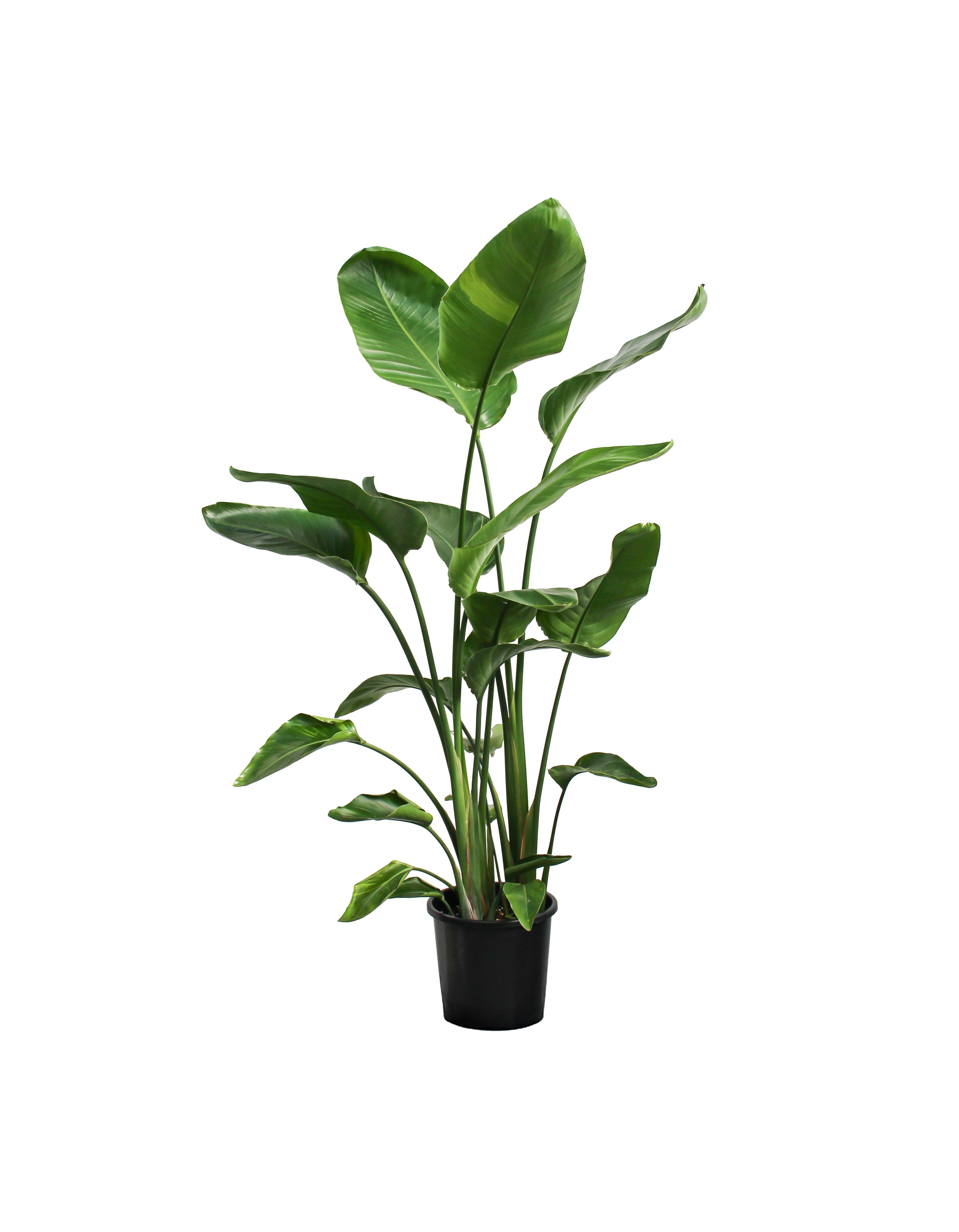 strelitzia zebrina 180cm Giant Alocasia Zebrina  Bristol Plant Man