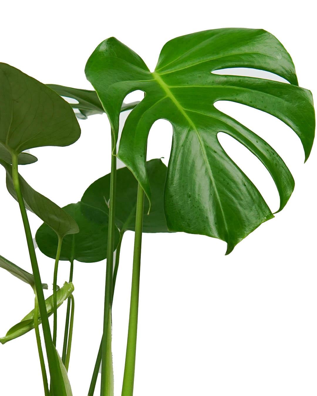 Deve Taban Bitkisi 12 cm Saks | Monstera deliciosa