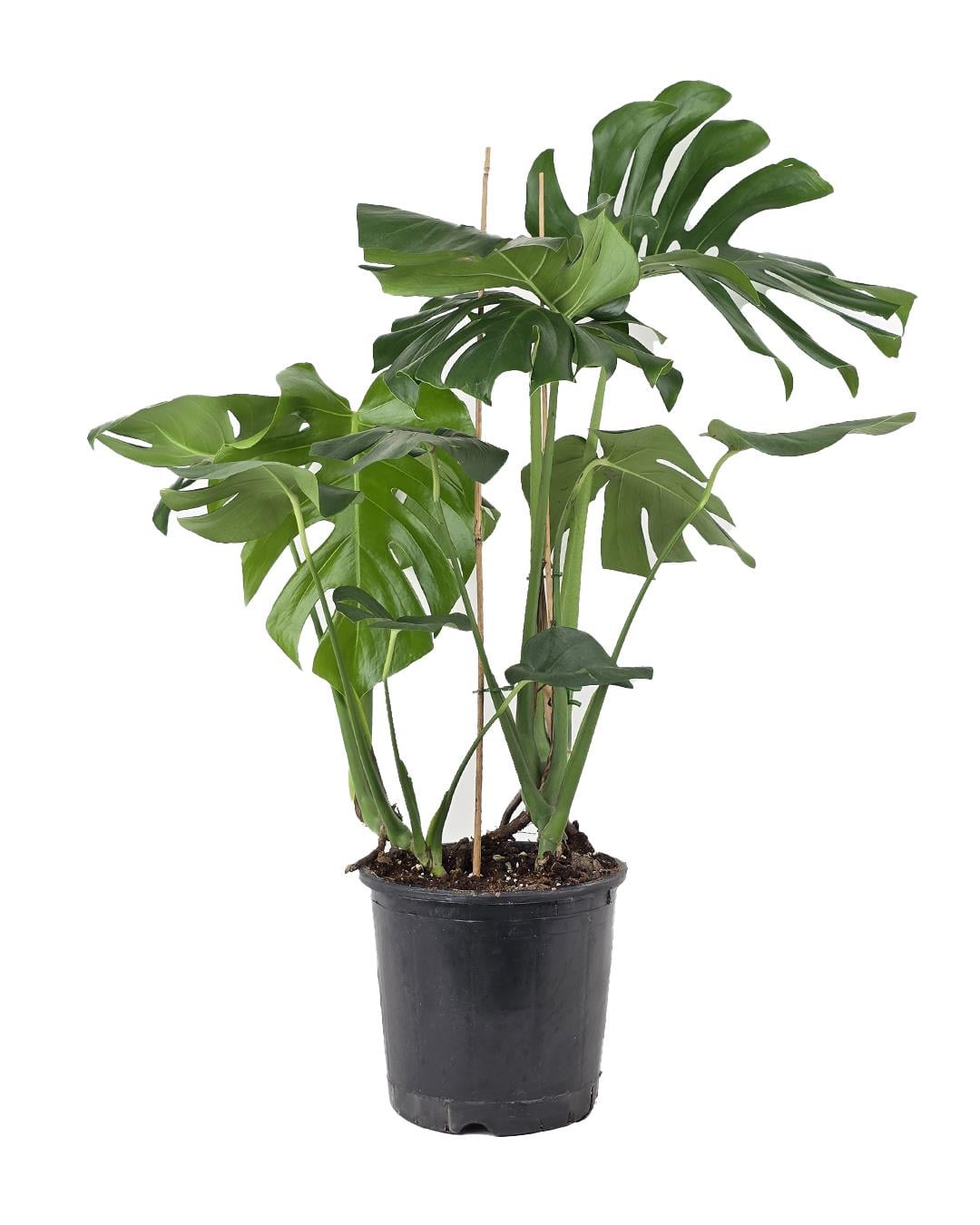 philodendron domesticum variegatum Philodendron Domesticum Variegata  Casa Botanica