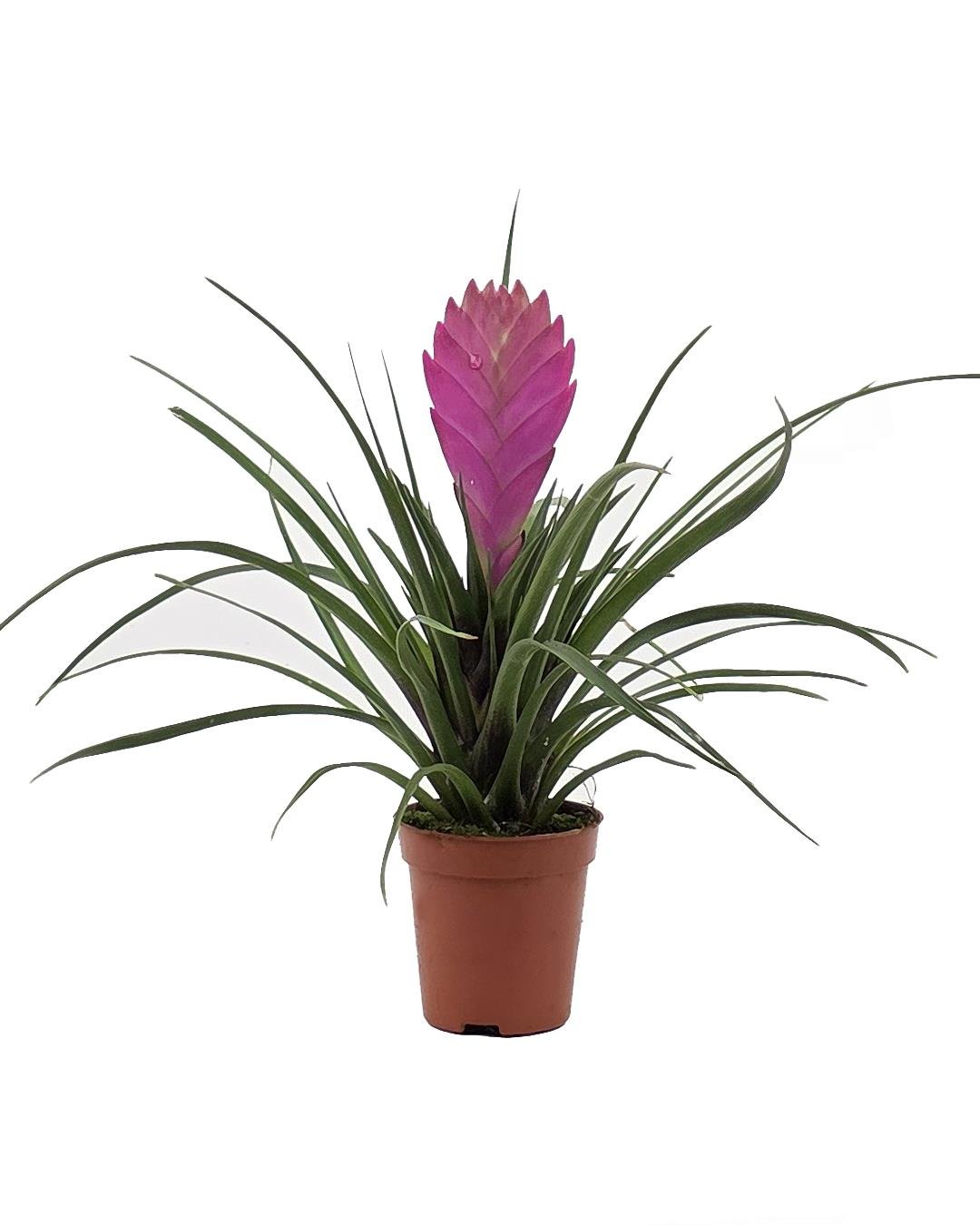Hava Bitkisi 8.5 cm Saksı | Tillandsia