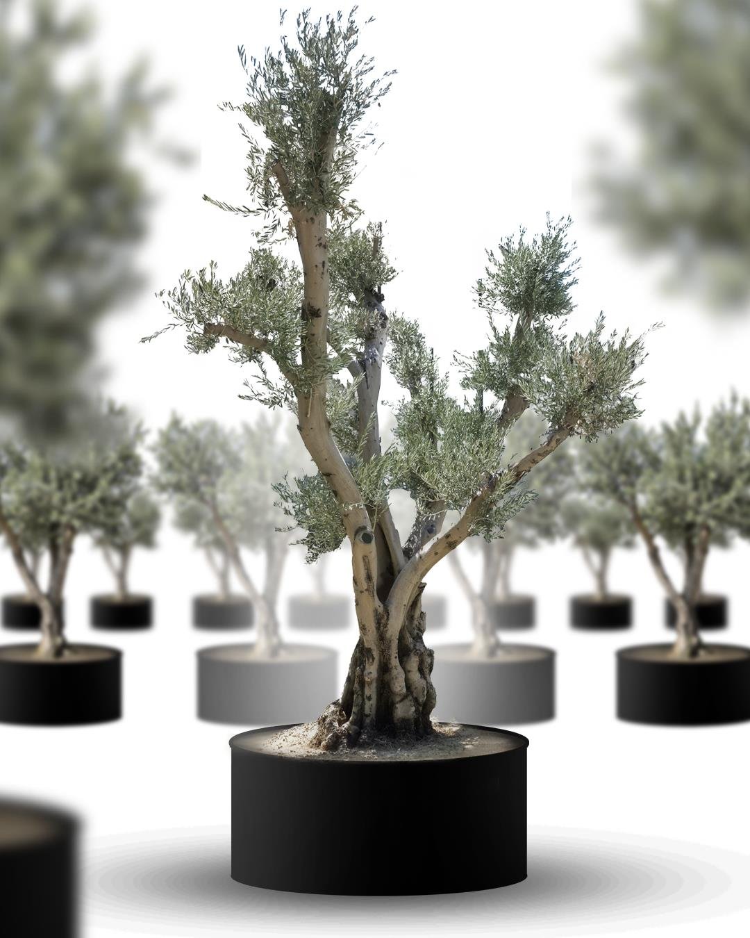 Olea europaea Bonsai Byk Boy | Yal Zeytin Aac Premium D Mekn Dekoru
