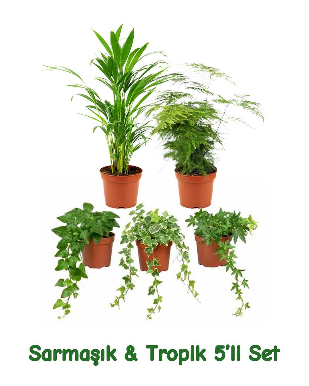 wie gro wird portugiesischer kirschlorbeer Portugiesischer Kirschlorbeer Angustifolia Hhe 140-160 cm Ballenware