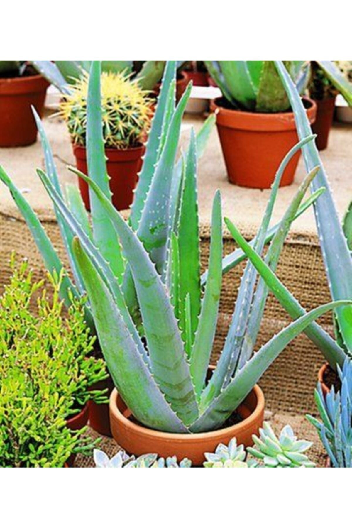 wo kaufe ich aloe vera saft Aloe Vera Saft, Bio, 100% Direktsaft, 1 Liter main image 1
