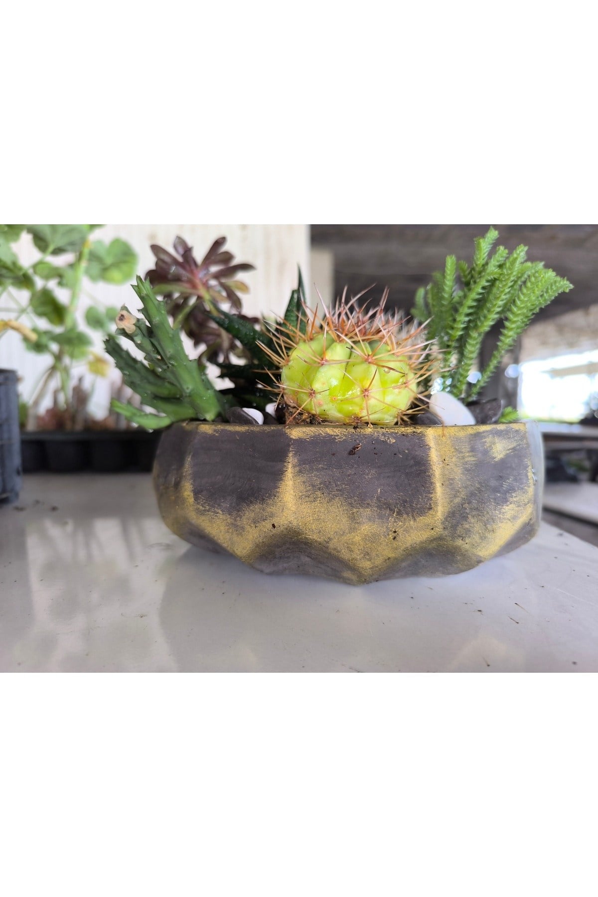 Kakts ve sukulent aranjman beton saksda 003