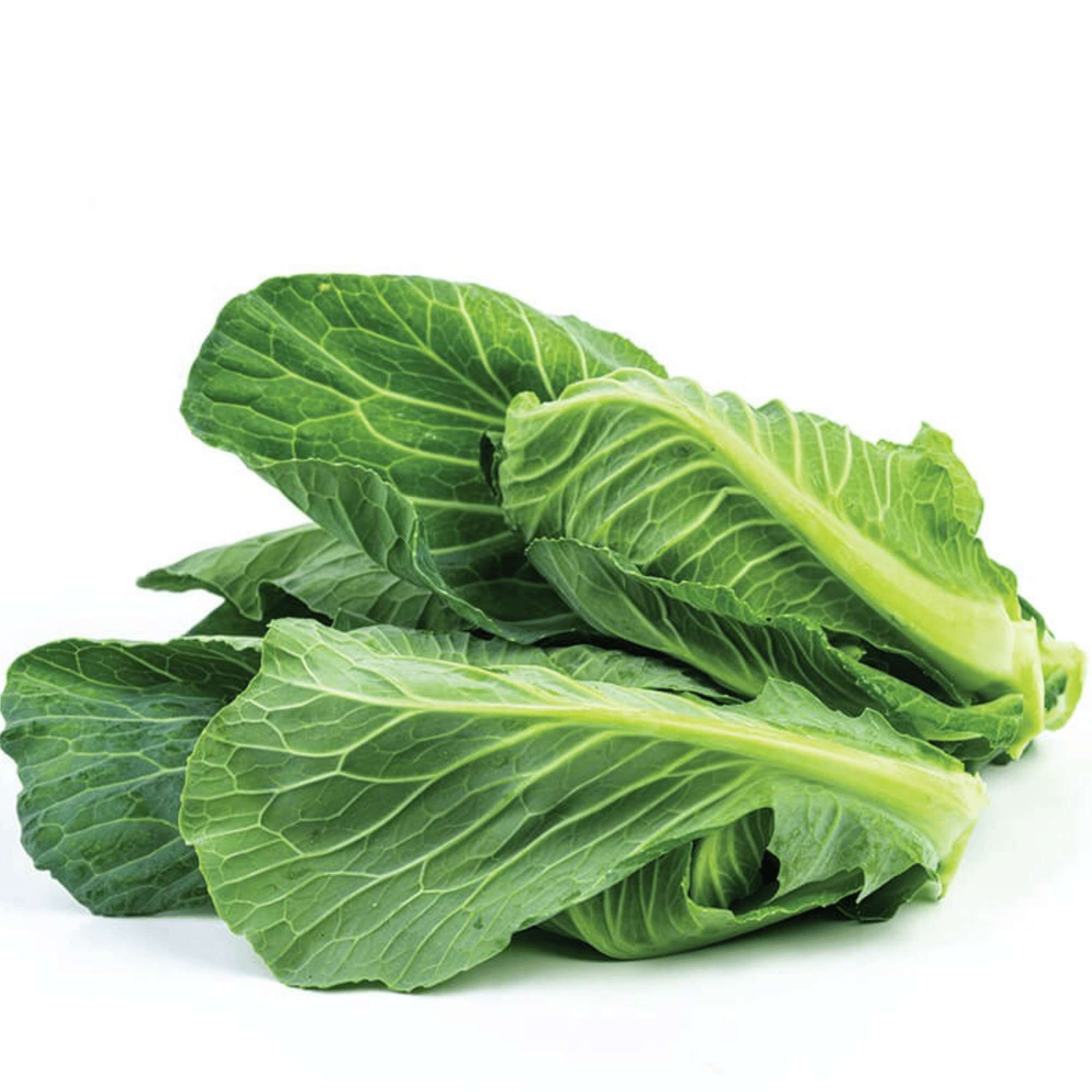 Fresh Cibes fresh-cibes