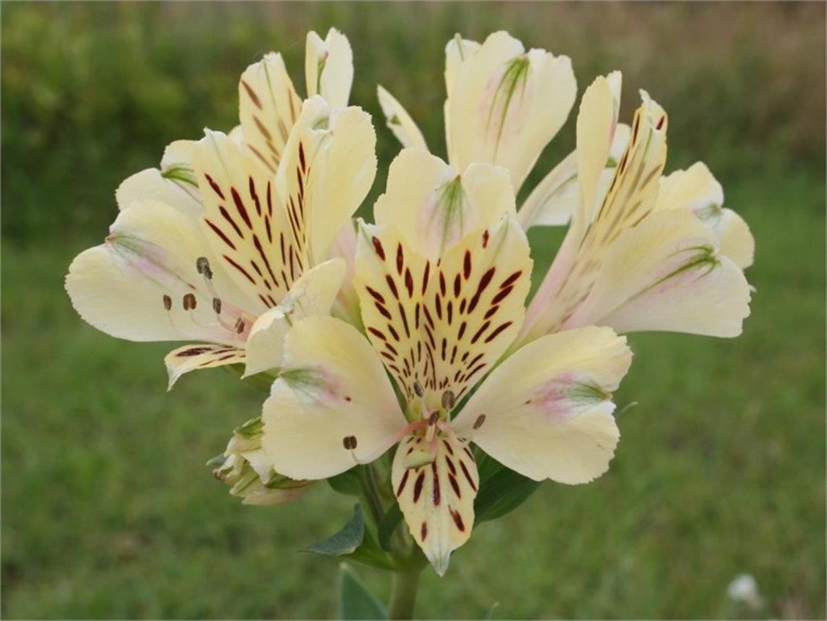 Alstroemeria Beatrice Peru zamba fidesi 0 20cm 1001fidan