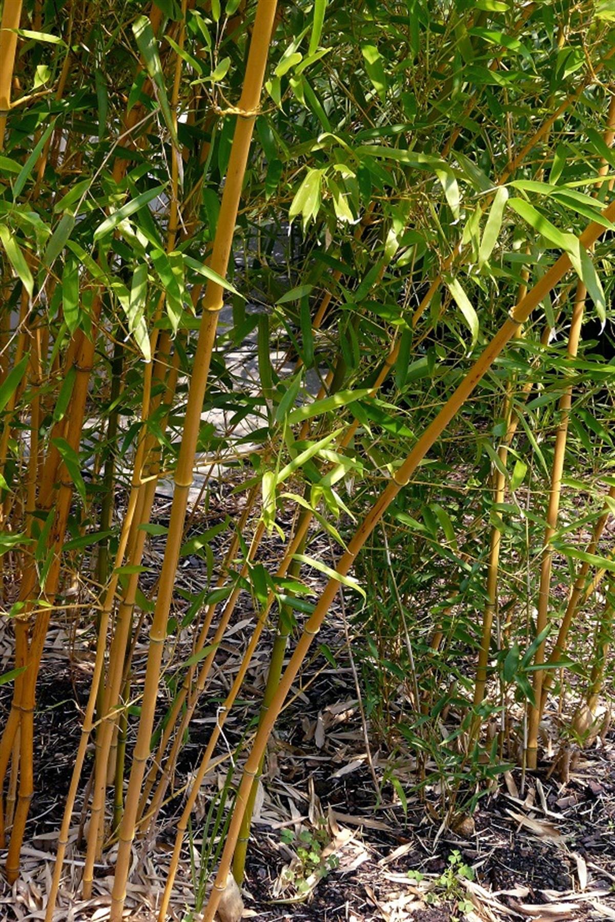 Phyllostachys aureos. Aureocaulis Bambu fidanı