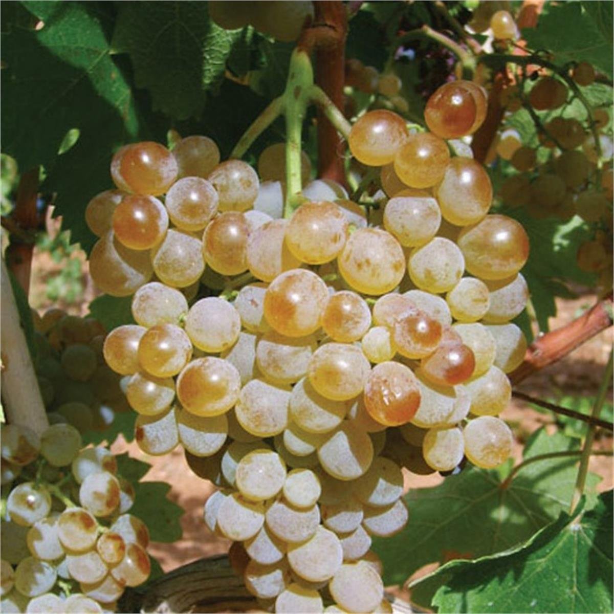 Vitis vinifera Narince üzüm Tokat Yaprağı Asma fidanı 60-80cm | 1001fidan.com