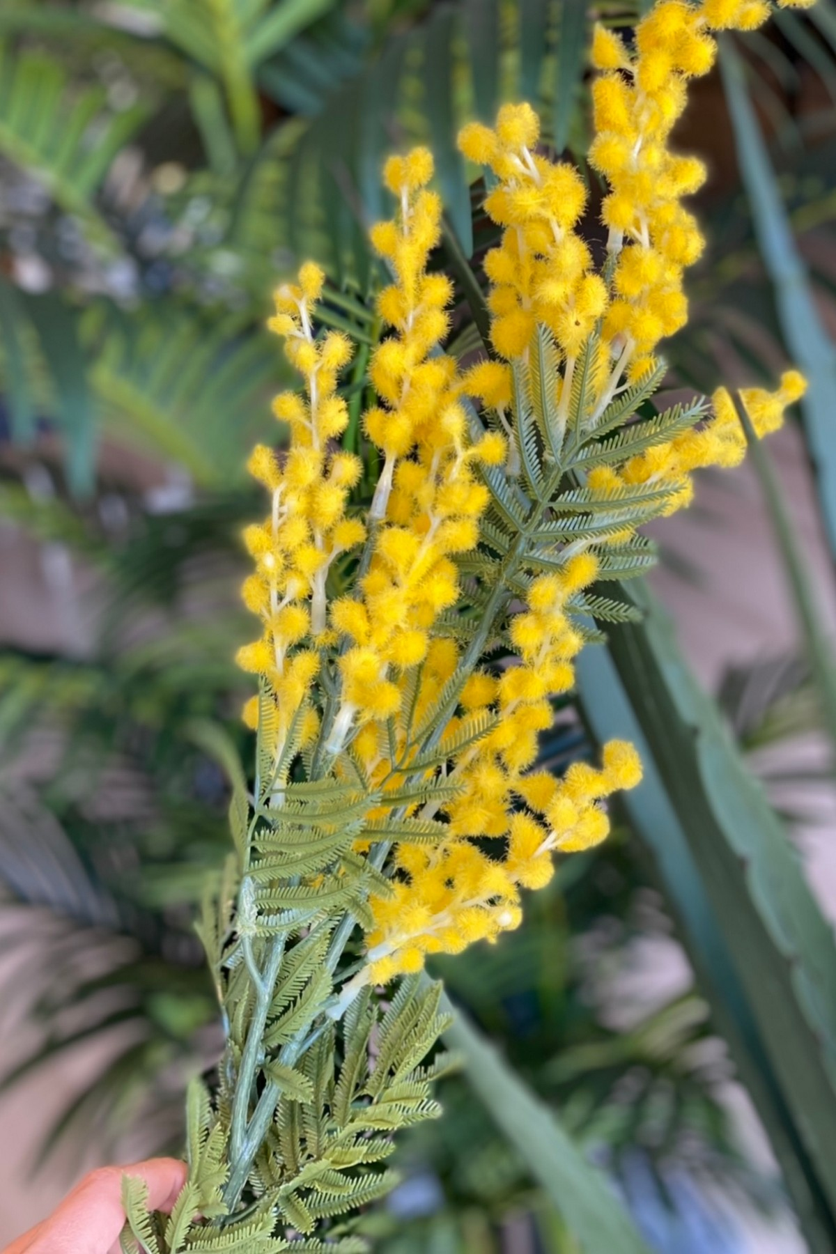 mimoza-dal-d-54a6.jpg