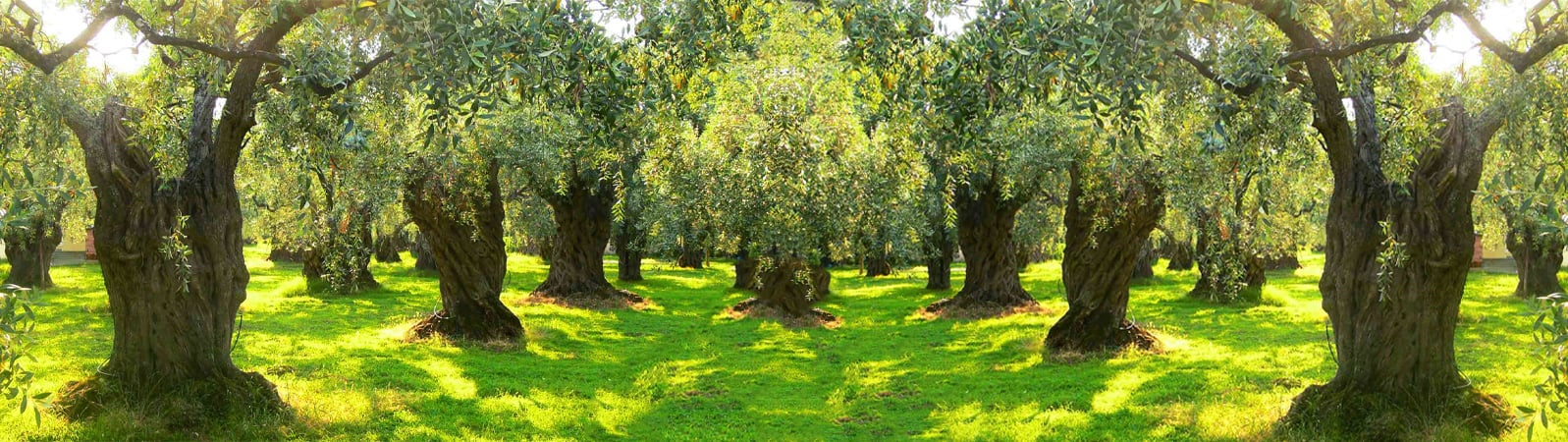 Ölümsüz Ağaç Zeytin - Kavlak Zeytin - Kavlak Zeytinyağı | Taş Baskı  Zeytinyağı Üretim Tesisleri