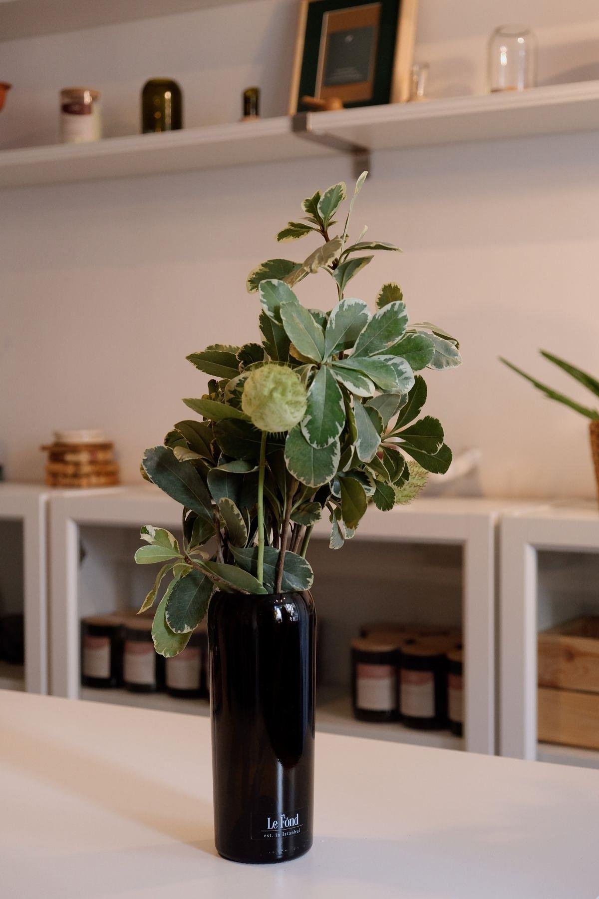 Studio Le Fond Vazo - 17 cm