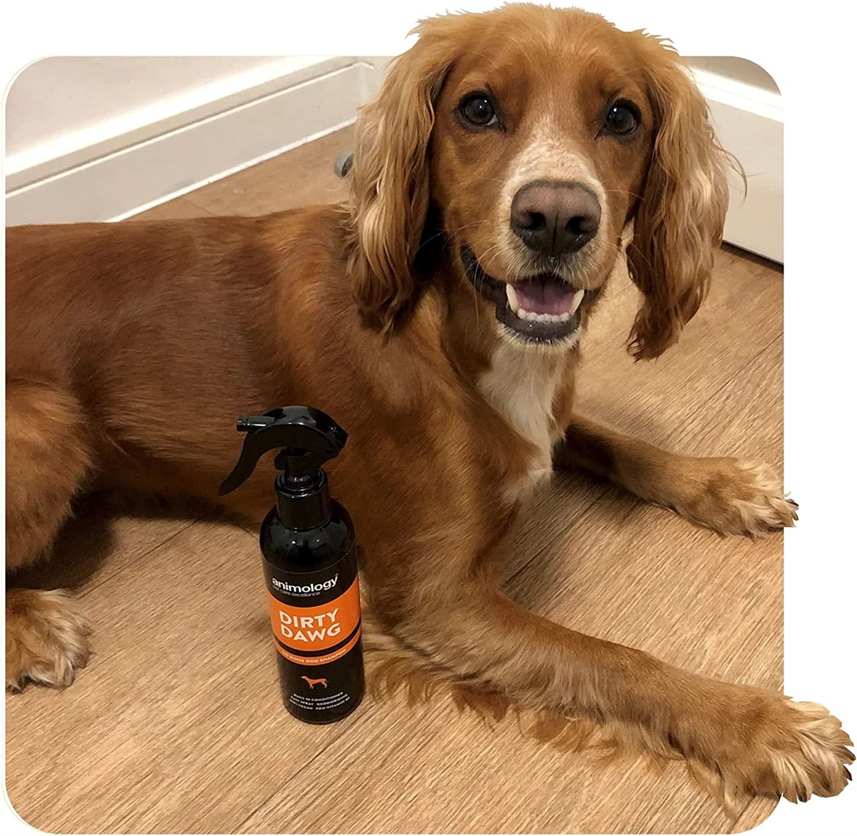 Animology Dirty Dawg No Rinse Shampoo Durulamasız Köpek Şampuanı 250  ML - ADD250