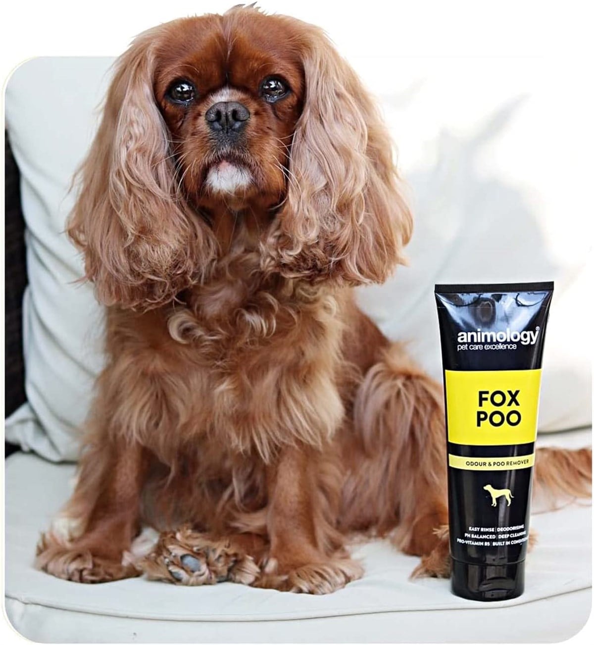 Animology Fox Poo Shampoo Kötü Koku Giderici Köpek Şampuanı 250  ML - AFP250