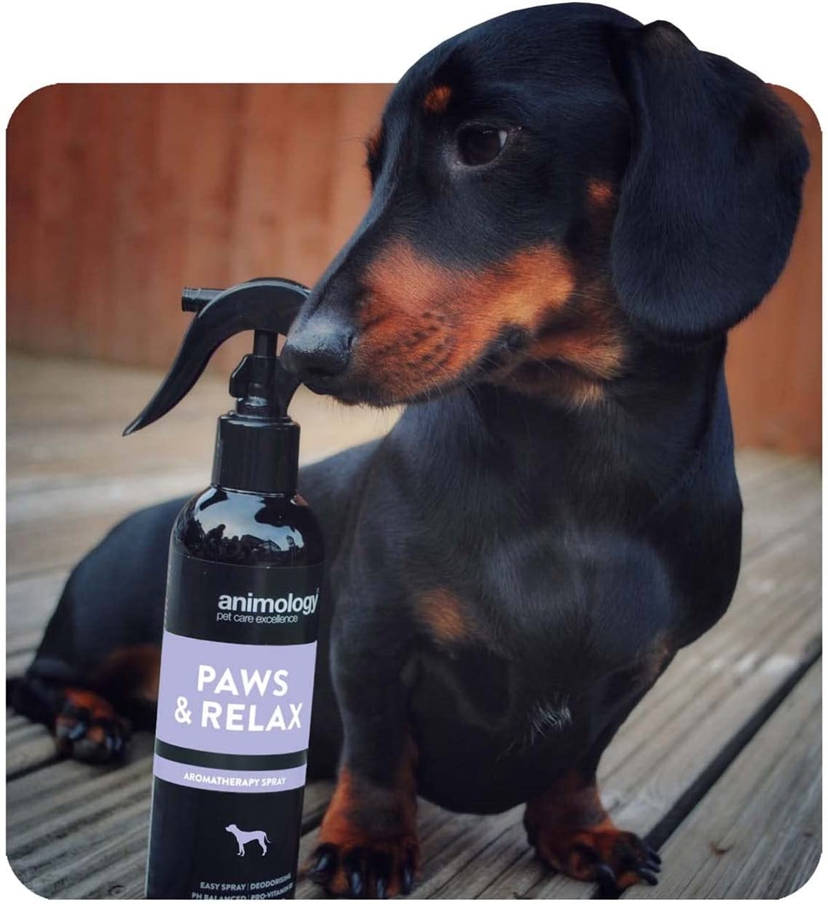 Animology Paws Relax Aromatherapy Spray Rahatlatıcı Köpek Tüy Bakım Spreyi 250  ML - APR250
