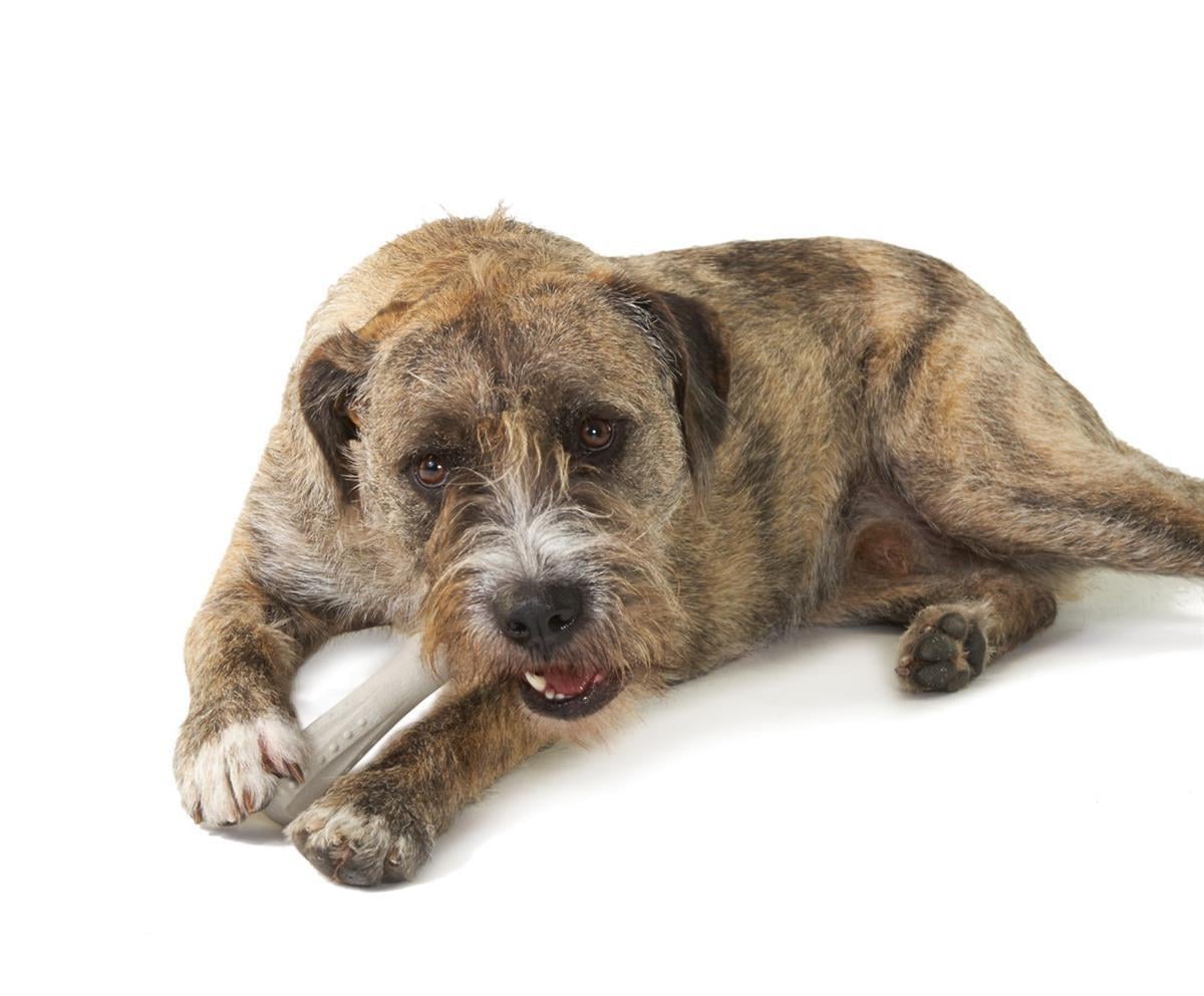 Petstages Deerhorn Antler Alternative Dog Chew Toy Köpek Çiğneme Oyuncağı - Xsmall - 667