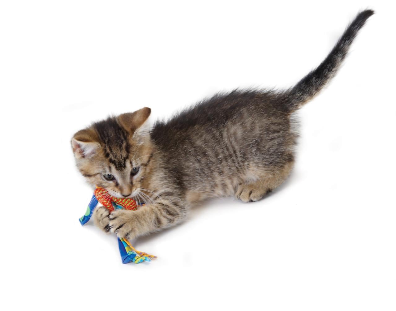 Petstages Dental Health Chews Catnipli Kedi Oyuncağı