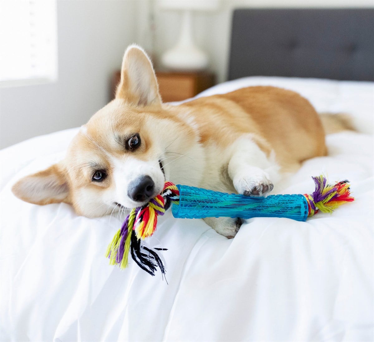 Petstages Orka Stick Alternatif Köpek Çiğneme Oyuncağı