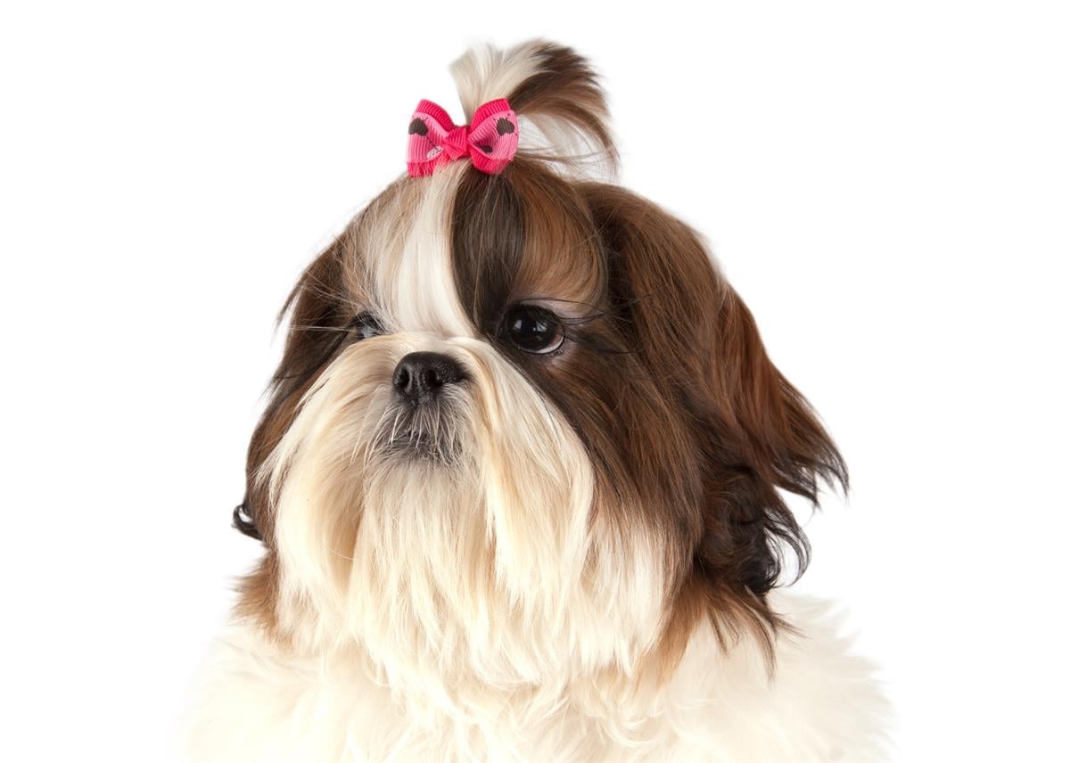 show-tech-argyle-bows-with-elastic-50--bf-75a.jpg