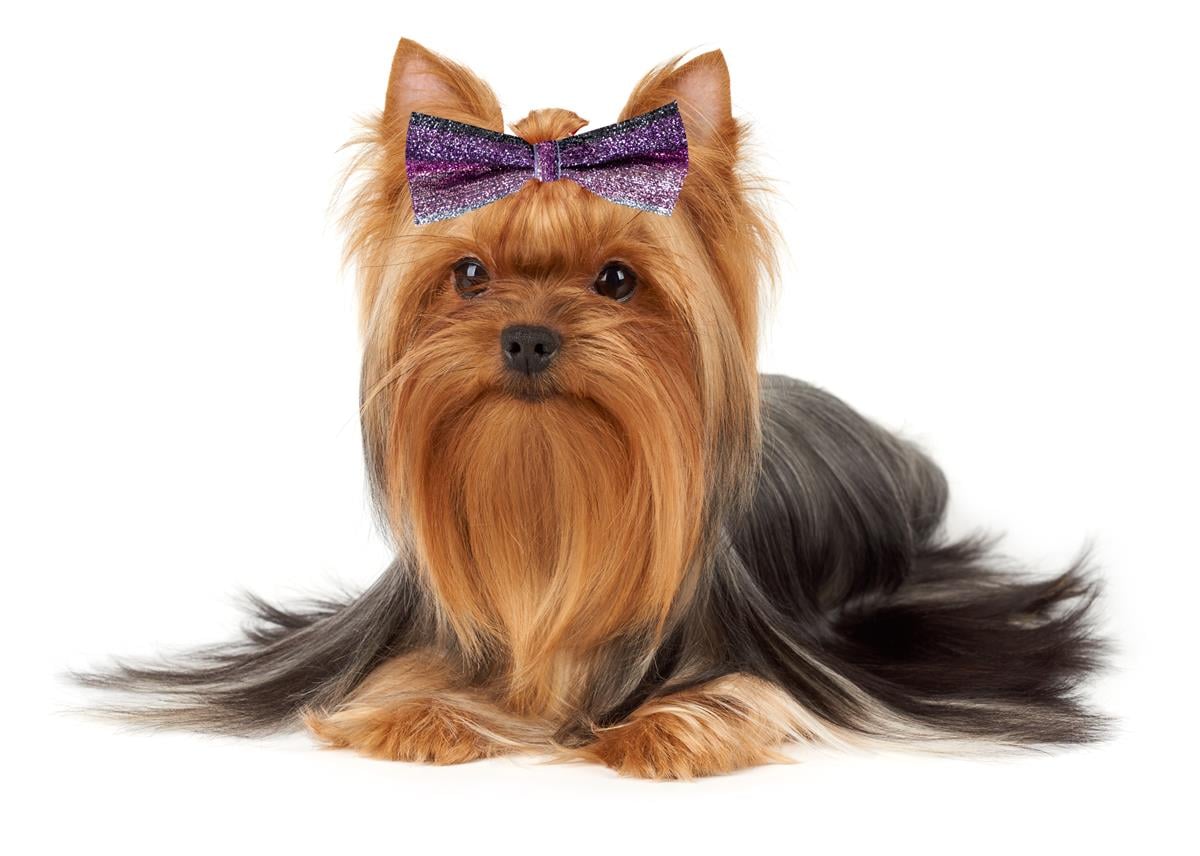 Show Tech Canine Costume Dickie Bows Sparkle 10-Pack Assorted - 65STE685