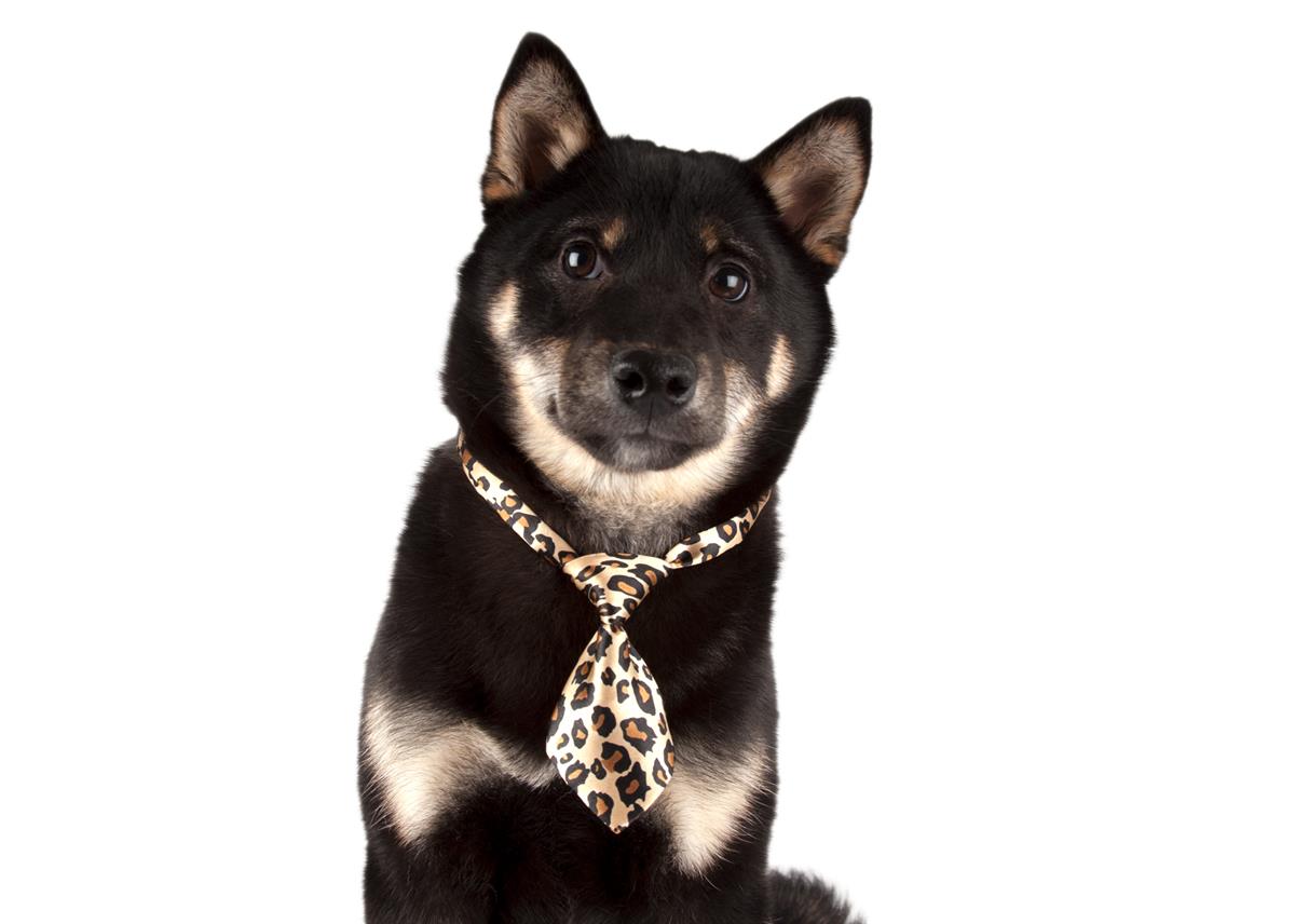 Show Tech Canine Costume Ties 10-pack Assorted - 65STE661