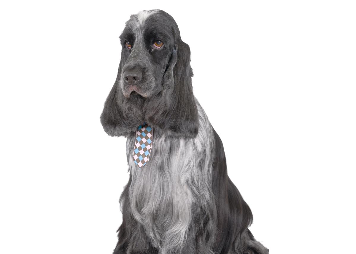 show-tech-check-tie-canine-costume-tie-8-bf03.jpg